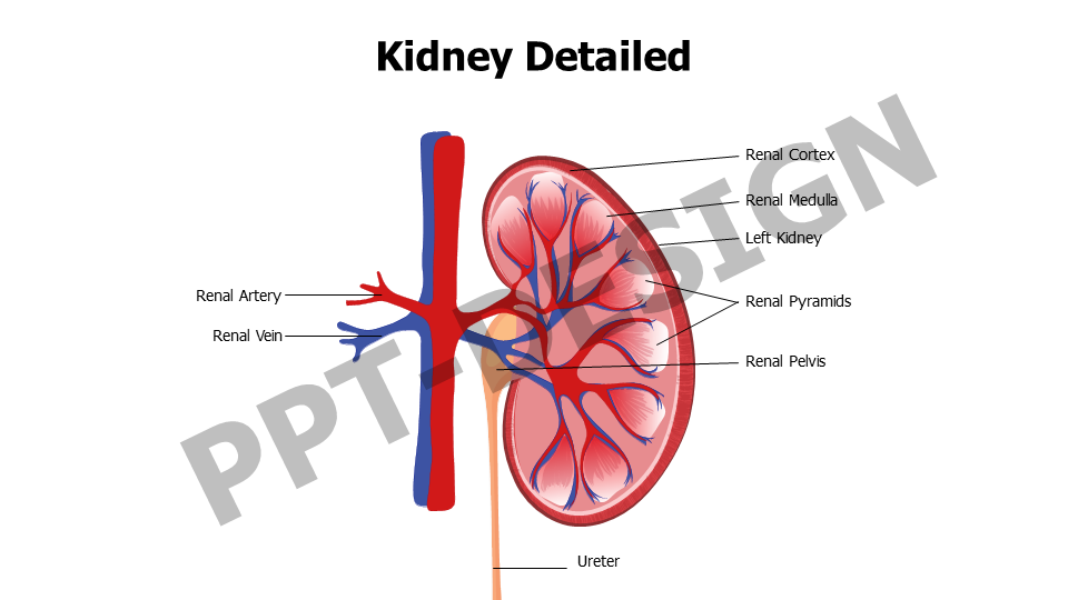 Kidney Anatomy Editable Slide