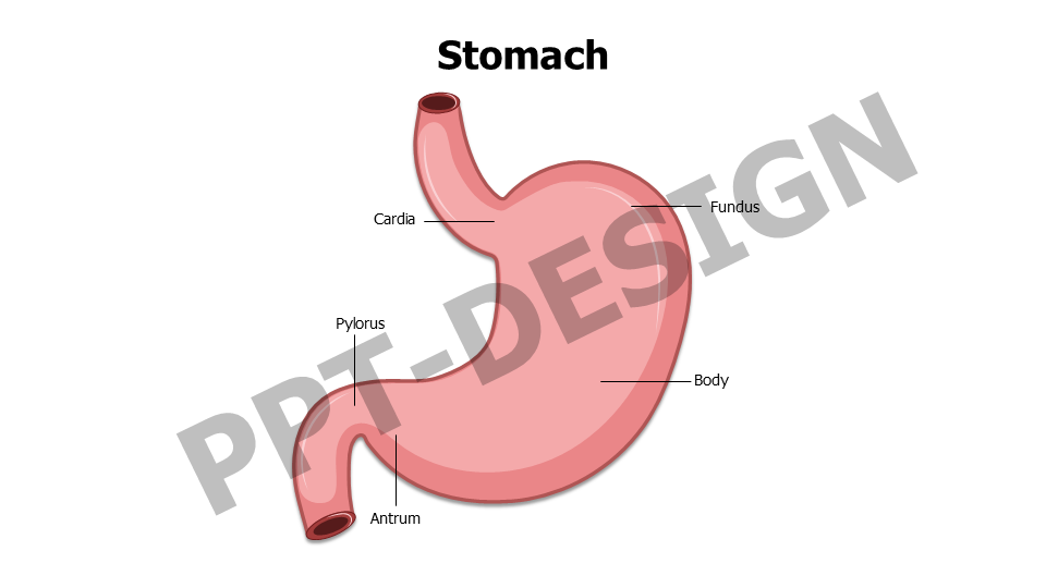 Stomach Anatomy Editable Slide