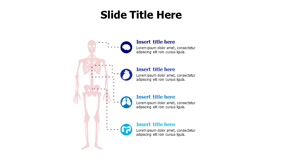 4 body parts from a skeleton infographic